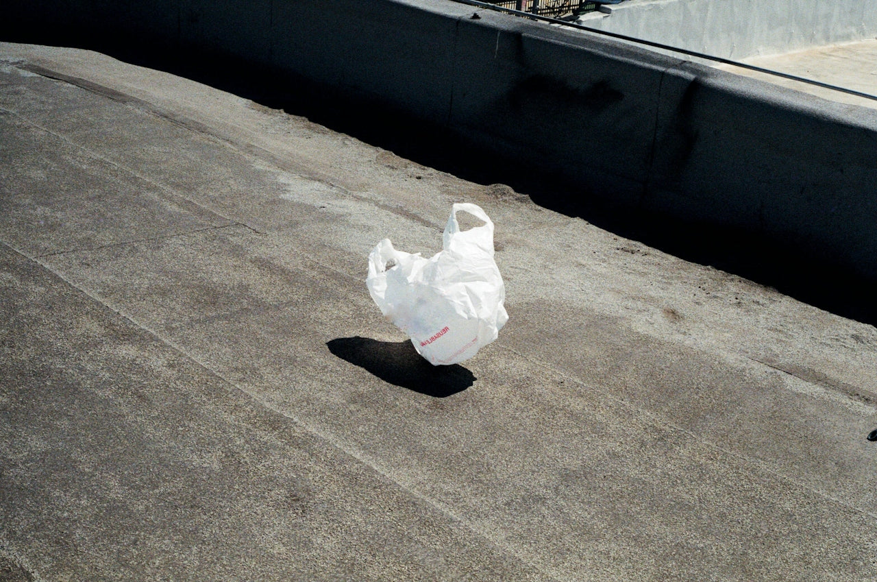 Sustainability and Innovation: The Future of Functional Mushrooms with Pure Mycelium™