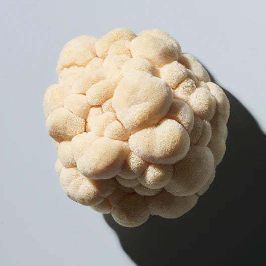 Dementia Has No Cure — But This Mushroom Compound Is the Most Promising Natural Solution Scientists Have Found