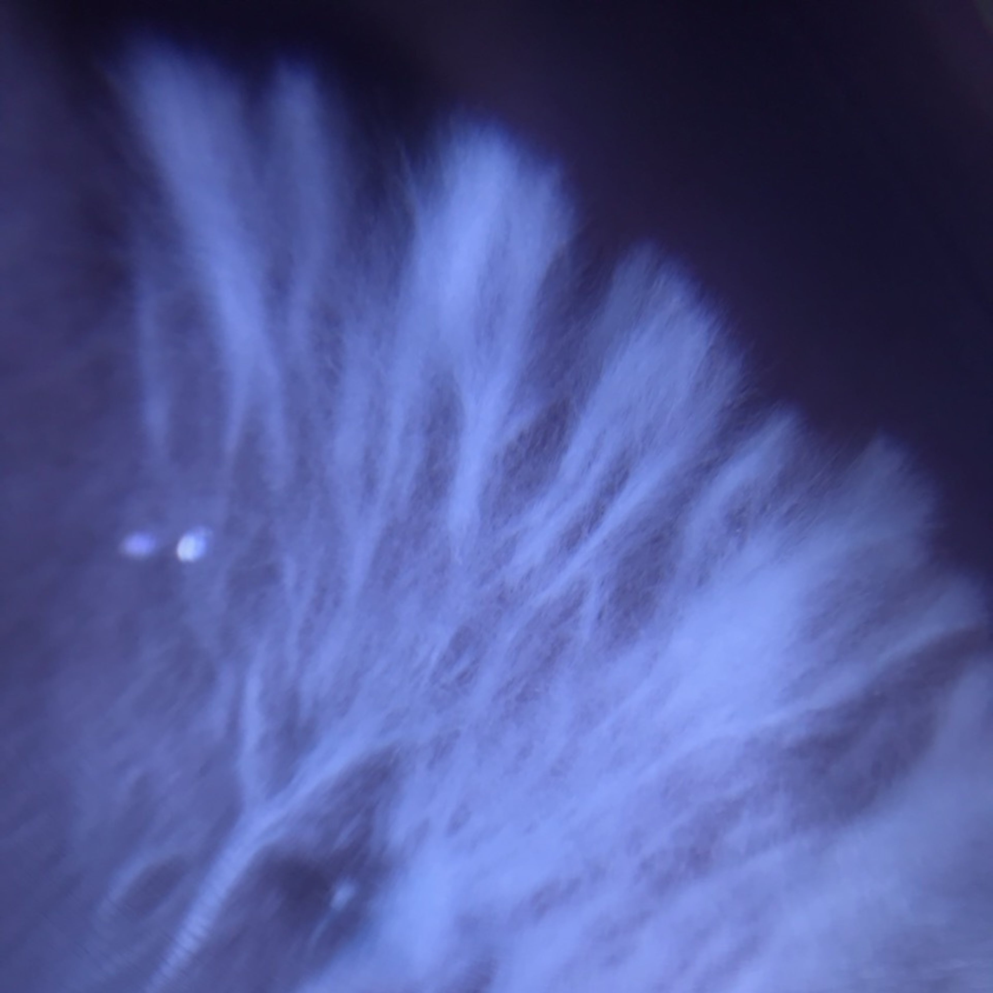 What Is Lion's Mane Pure Mycelium — And Why Is It So Good?